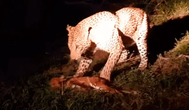 Ciervo bebé se enfrenta ‘cara a cara’ con un feroz leopardo y sufre terrible final [VIDEO] 