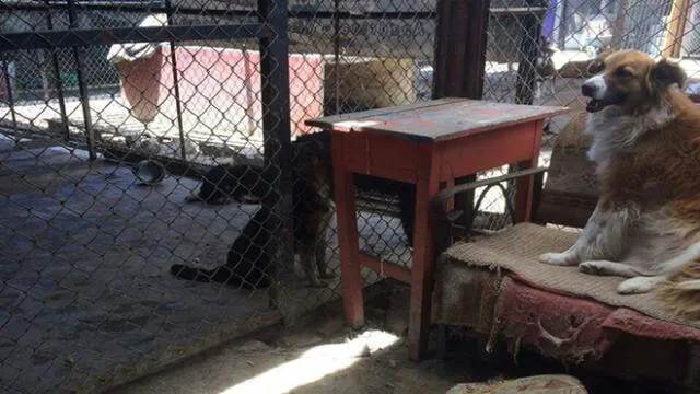 Albergue de perros atenta contra la salud pública en Arequipa
