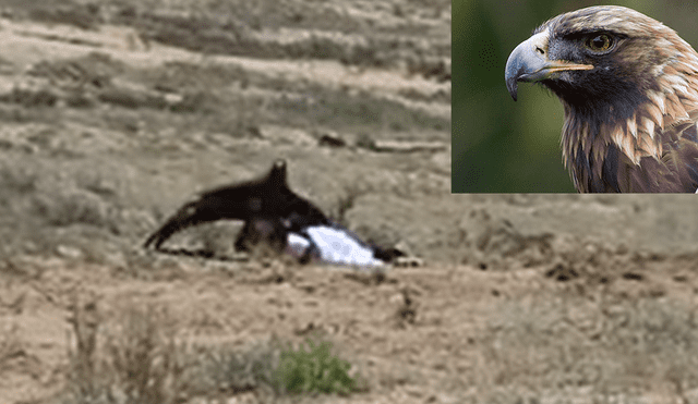 Youtube: Águila se lanza sobre niña y la retiene en el suelo [VIDEO]