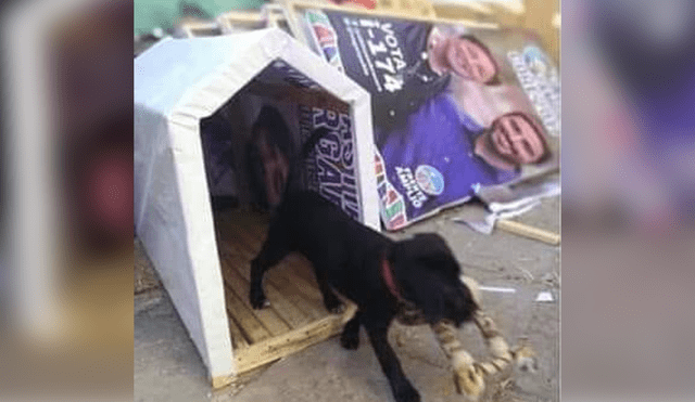 Facebook: crean campaña para construir casitas para animales con carteles de políticos [FOTOS] 