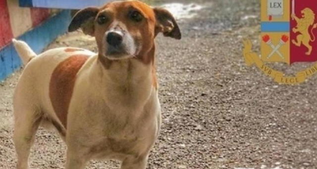 Italia: Peligrosa mafia ofrece cuantioso pago a quien mate a perro antidrogas
