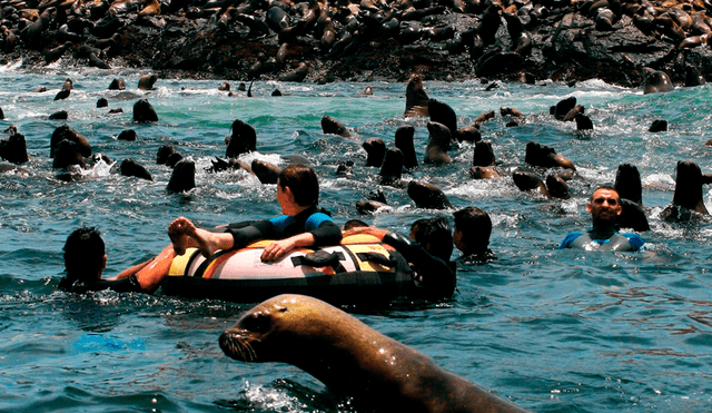 Tour Callao-La Punta: vive la experiencia de nadar con más de 5 mil lobos marinos en el Primer Puerto del país