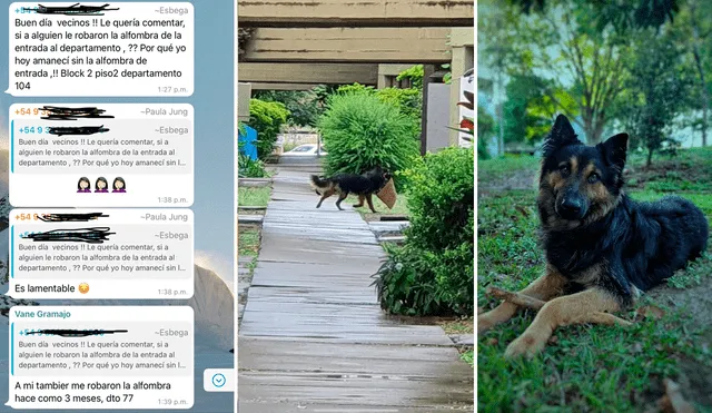 Los vecinos no imaginaron que el responsable de los robos era una traviesa perrita. Foto: composición LR/captura de Facebook/@MartuHaustein2