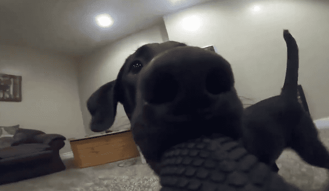 YouTube: travieso perrito roba GoPro a su dueño y se graba mientras huye [VIDEO]