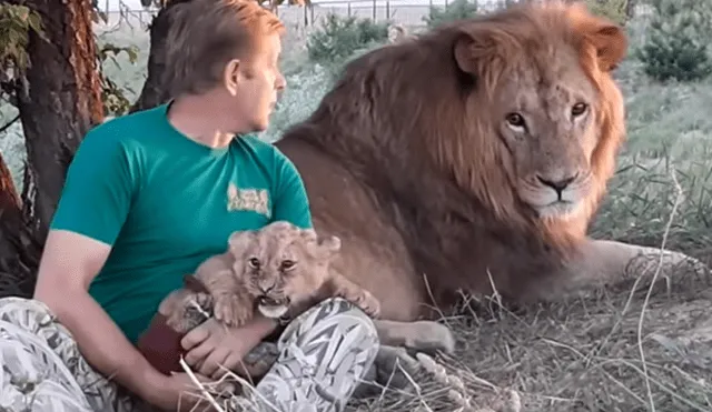 Un cuidador de leones ingresó al recinto para alimentar a un depredador bebé.