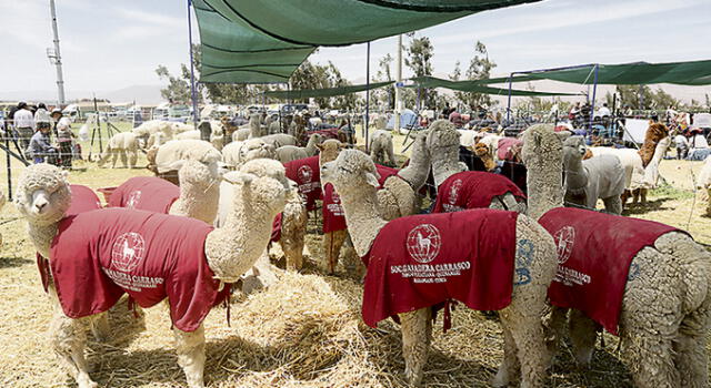 Arequipa: Usan software para control y manejo de lana de alpacas 
