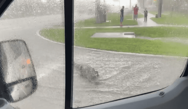 Un enorme cocodrilo generó el tráfico al cruzar una concurrida carretera en medio de la tormenta, en Estados Unidos.