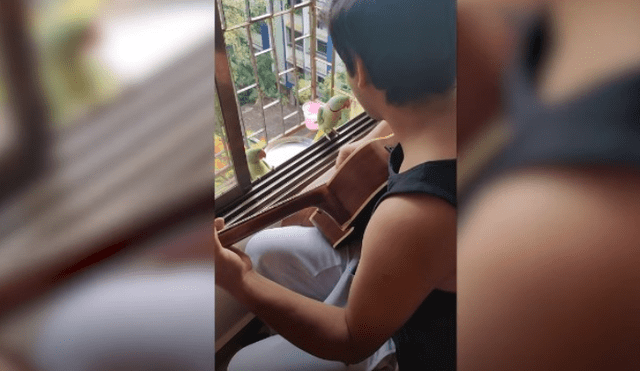 Video es viral en Facebook. Joven se sentó junto a su ventana para tocar una canción con su guitarra, sin imaginar la emotiva escena que protagonizaría junto a las aves.
