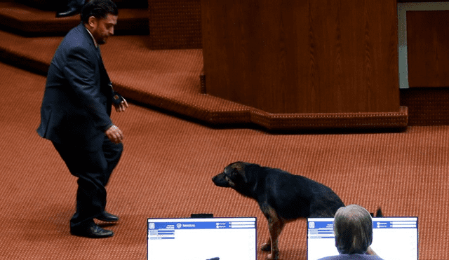 El perrito interrumpió el hemiciclo mientras se debatía el proyecto de ley de Seguro Catastrófico. Foto: Cooperativa.cl
