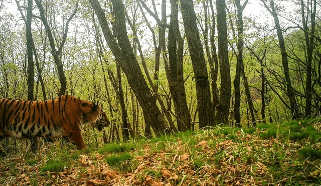 Facebook viral: tigre se toma curioso selfie al encontrar una cámara escondida dentro de recinto [FOTOS]