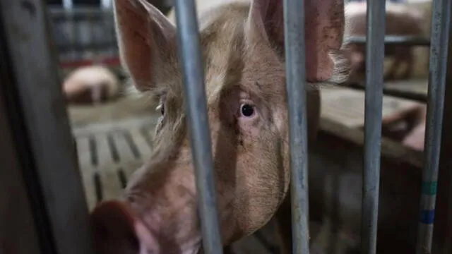 China: Sacrifican a 14 mil cerdos para frenar epidemia de peste porcina [FOTOS] 