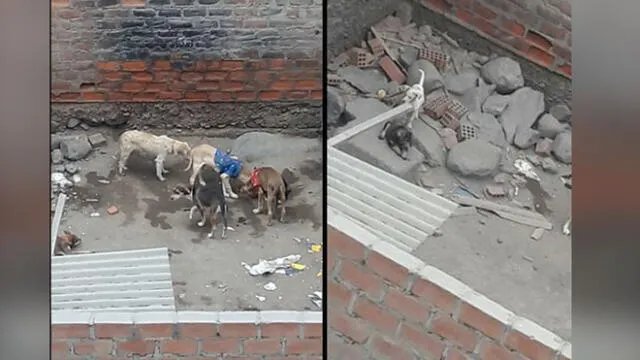 Son cinco perros adultos y cuatro cachorros que viven en pésimas condiciones. Foto: Composición