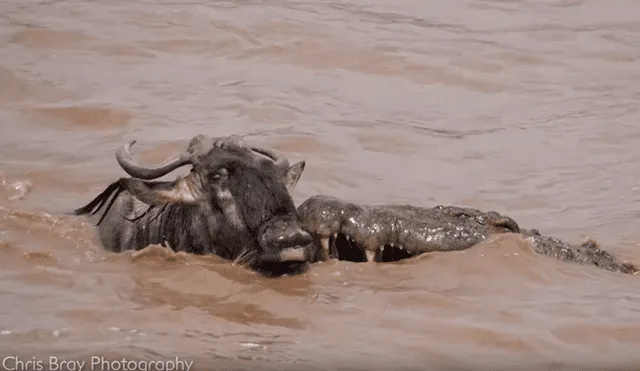 Video es viral en YouTube. Fotógrafo captó el inesperado final que obtuvo un distraído ñu, tras ser embestido por un enorme cocodrilo que emergió de las aguas para atacarlo