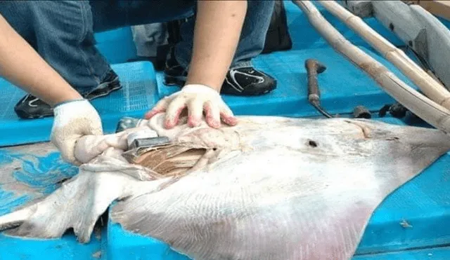 Facebook viral: Abren estómago de criatura marina muerta y extraen lo peor del hombre [FOTOS]