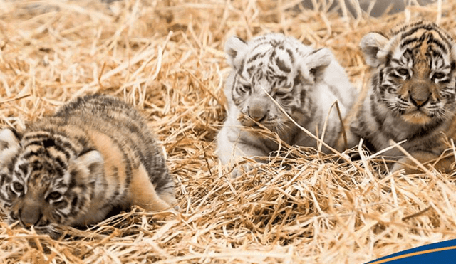 Parque de las Leyendas busca nombres para cachorras de tigre de bengala. Foto: Parque de las Leyendas