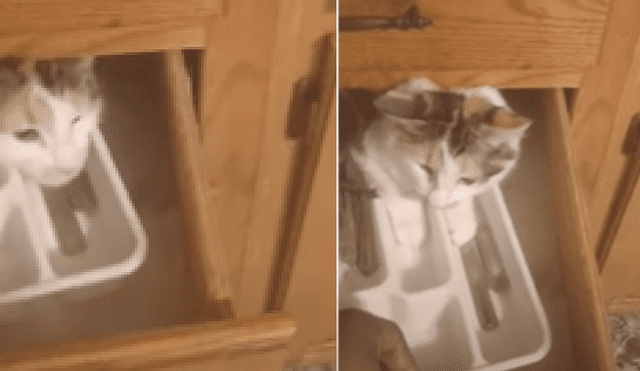 Desliza a la izquierda para ver más fotos de la divertida escena entre el travieso gato y su dueño que se hizo viral en Facebook. (Foto: captura)