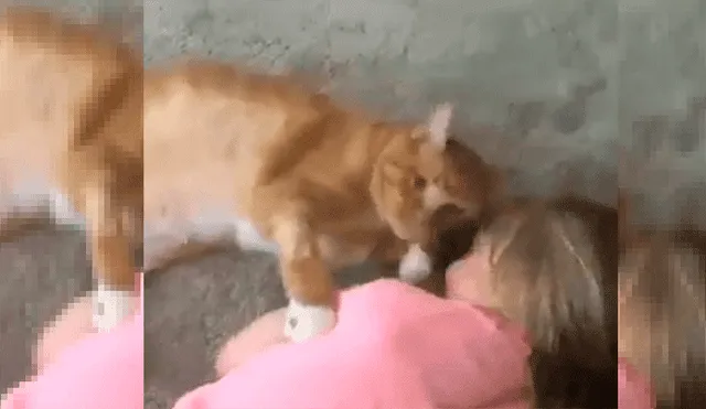 YouTube viral: gato encuentra a una niña dormida sobre el suelo y su acción desconcierta a todos [VIDEO]