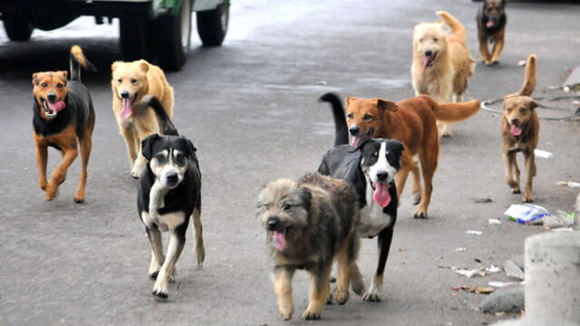 México es el país con más perros callejeros a nivel de América Latina. (Foto: Infobae)