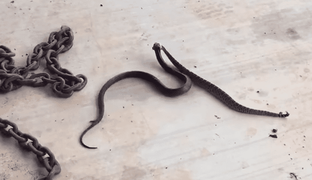 Un hombre quedó ‘boquiabierto’ al grabar en un video viral de Facebook el brutal enfrentamiento entre dos serpientes venenosas, sin imaginar el trágico desenlace.