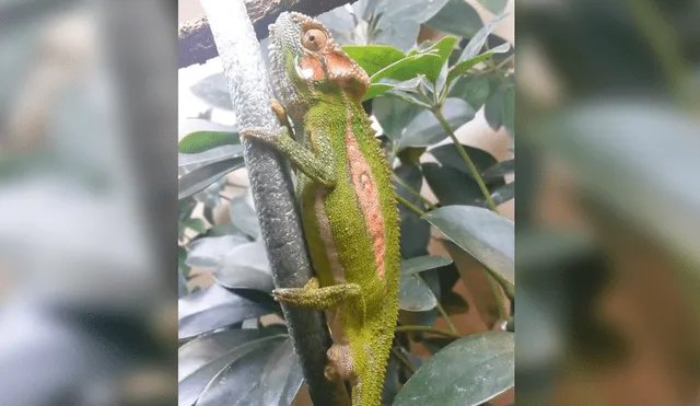 Viral YouTube: Impresionante nacimiento de camaleon causa asombro a miles