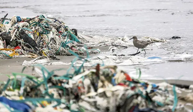 Problema. Las aves y las especies marinas son las más perjudicadas de la basura plástica.