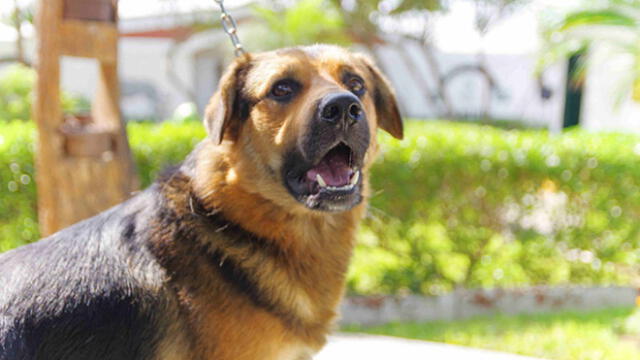 Surco: ponen en adopción a mascotas rescatadas de las calles [FOTOS]