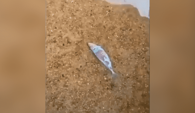 Facebook viral: arroja pez muerto en desolado estanque y surgen misteriosas criaturas para devorarlo