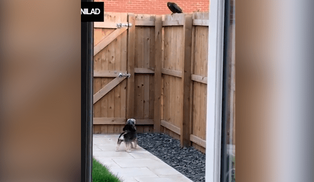 YouTube viral: Hombre compra costoso perro guardián, lo pone a prueba y su reacción lo desilusiona [VIDEO]