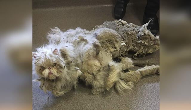Facebook: gato acumuló kilos de pelo tras ser abandonado, pero ahora luce así
