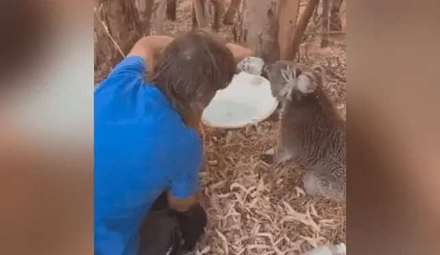 YouTube viral: felicitan a hombre que le dio agua a koala sediento víctima de la ola de calor [VIDEO]