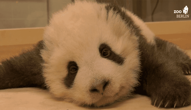 Bebé panda intenta dormir, pero tierno ataque de hipo se lo impide [VIDEO]