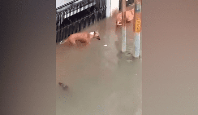 Perros salvan de morir tras realizar un curioso truco y escapar de feroz cocodrilo en inundación [VIDEO]