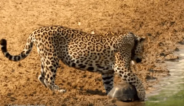 El hambriento felino sorprendió repentinamente a la tortuga y esta no tuvo más escapatoria que usar una peculiar táctica para protegerse del feroz animal