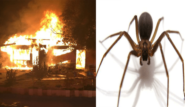 YouTube: intentó matar a una araña con un soplete, acabó quemando su casa [VIDEO] 