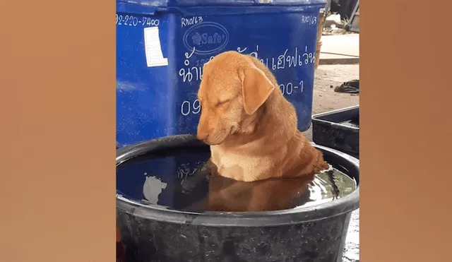Facebook viral: perro se queda profundamente dormido en medio de su baño y desata ternura en redes