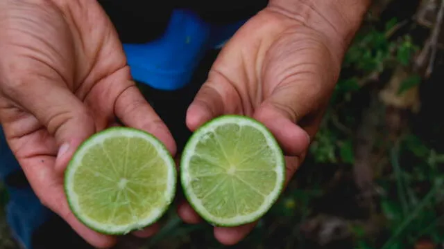 Sembrarán limón Tahiti en San Martín