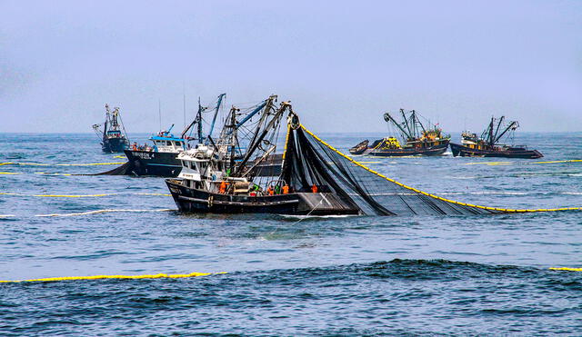 Desembarques del sector Pesca crecieron más de 75% en junio, informó Produce