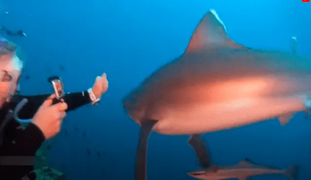 Hambriento tiburón se acerca a buceadora para devorar su cámara y recibe un puñetazo [VIDEO] 