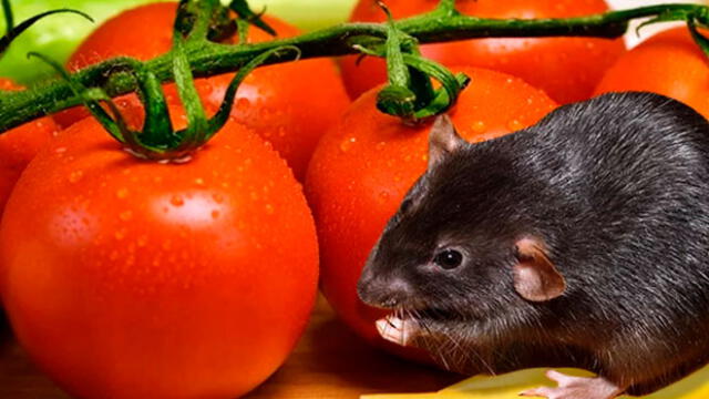 Mujer afirma que encontró una rata en un envase de puré de tomate [FOTOS]