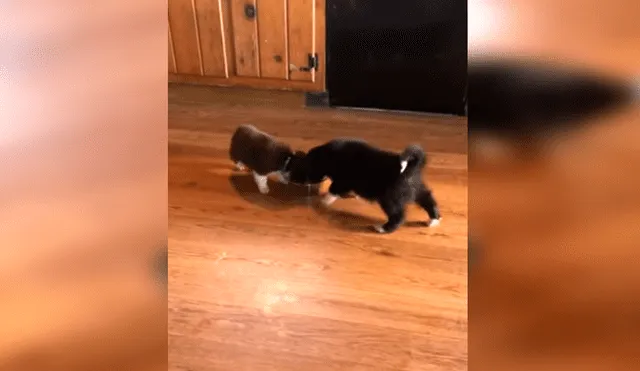 En YouTube, un cachorro no soportó que su dueña atienda a sus hermanos primero y tuvo una inusual reacción.