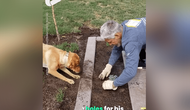En Facebook se hizo viral la increíble habilidad de un perro para ayudar a su dueño en las labores del jardín.