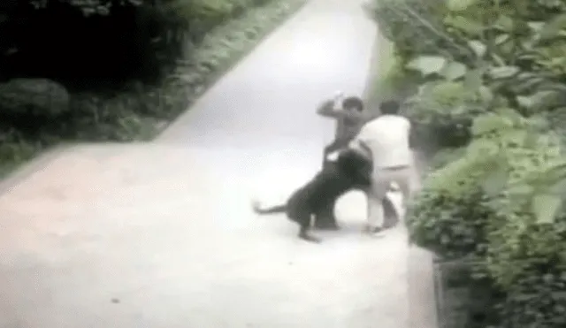 Cámara registra el brutal ataque que sufrió un hombre de un perro Rottweiller en plena vía pública [VIDEO]