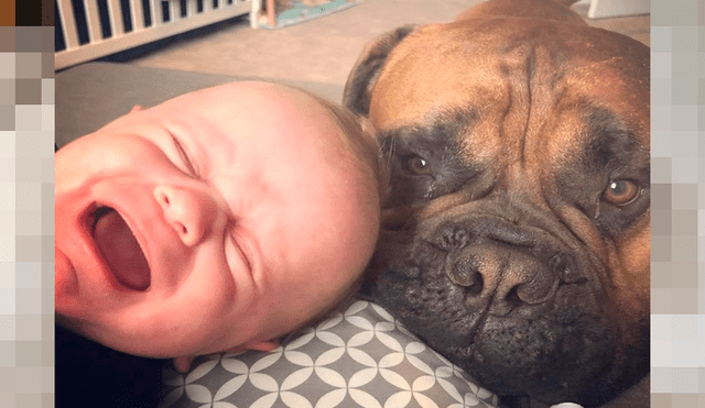 Perro se convierte en la ‘niñera más tierna’: lleva juguetes para calmar a bebé cuando llora [VIDEO]