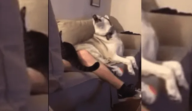 Video es viral en Facebook. Dueña del can se percató de la singular conducta que adoptó su mascota al ver al hombre con el felino y no dudó en grabarla para compartirla en redes sociales.