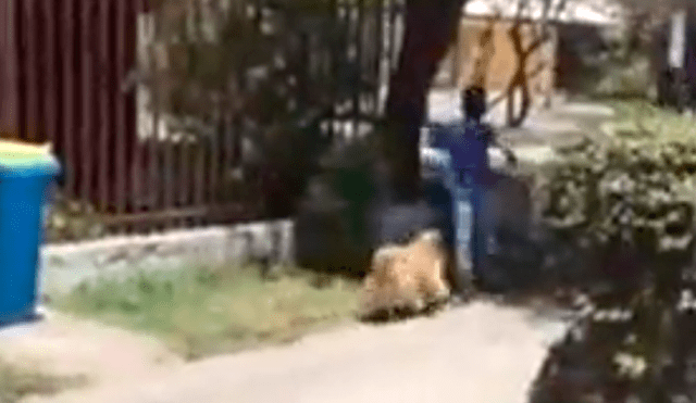 Facebook viral: niños sorprenden al pedirle a hombre permiso para que su perro pueda salir a jugar  [VIDEO]