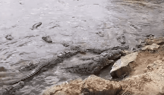 YouTube viral: hombre sorprende a todos tras ingresar a santuario de cocodrilos para alimentaros en la boca [VIDEO]