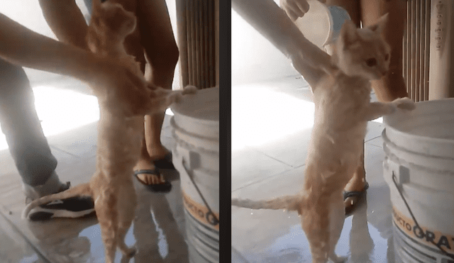 Facebook: Gato sorprende a todos en redes al dejarse bañar [VIDEO]