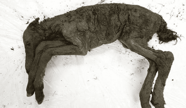 ¡Sorprendente! Cría de caballo fue encontrada intacta luego de 40 mil años