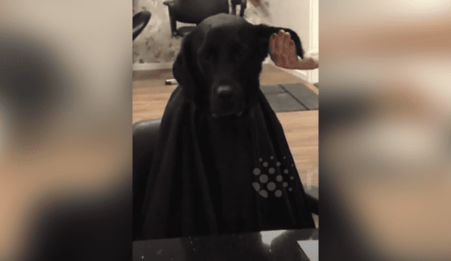 Desliza hacia la izquierda para ver la reacción de un perro cuando cortaban sus pelos. Video viral de YouTube.