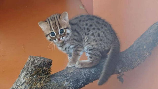 Los gatos herrumbrosos están en peligro de extinción. Fuente: Porfell Wildlife Park and Sanctuary